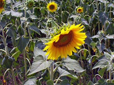 07102006-sunflower-close-up.jpg