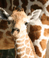 baby-giraffe.gif